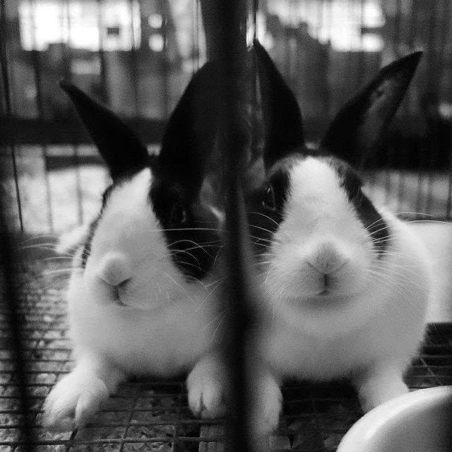 Rabbit Photograph - Cages Side-By-Side Made A Mirror by Hermes Fine Art