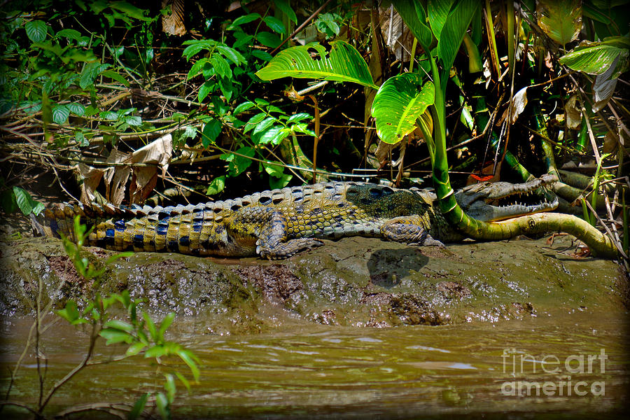 Caiman Cocodilus Photograph by Gary Keesler