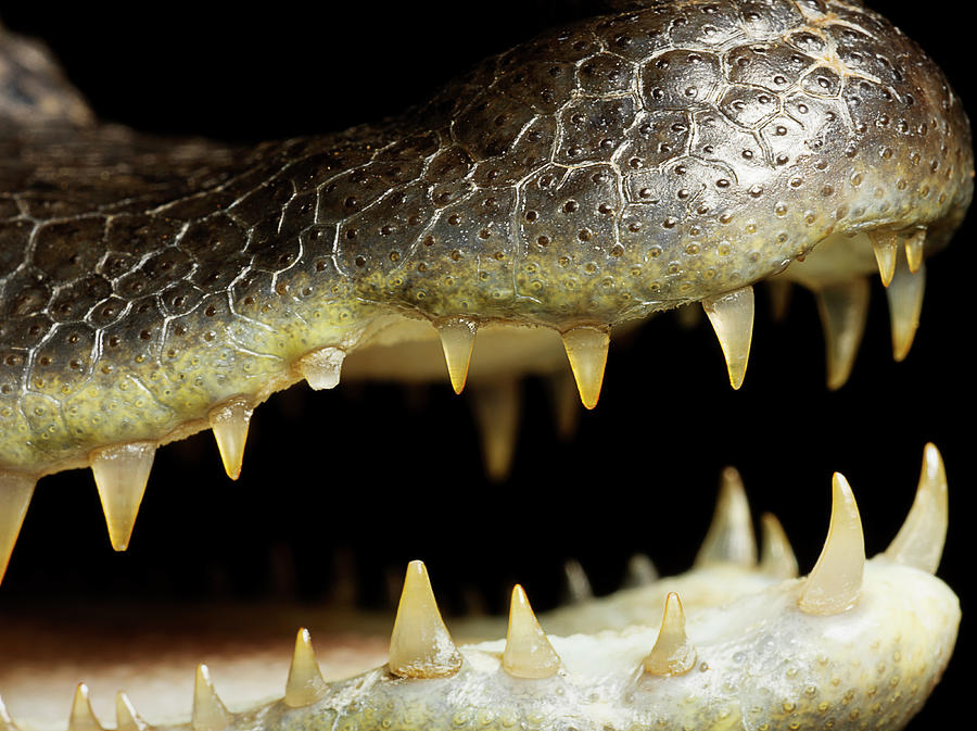 Caiman Crocodile, Close Up On The Mouth Photograph by Jonathan Knowles