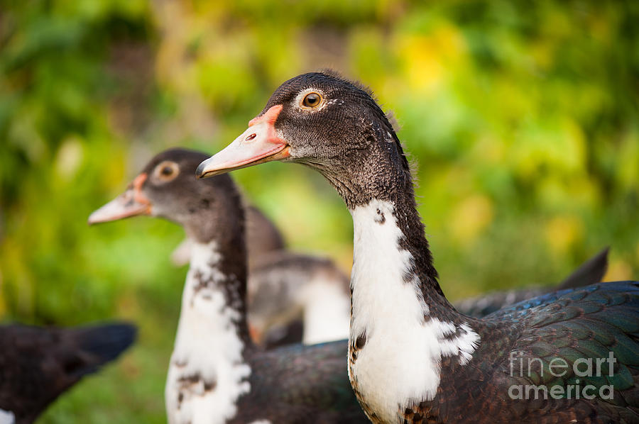 Young Muscovy Duck Or Cairina Moschata Watching Photograph