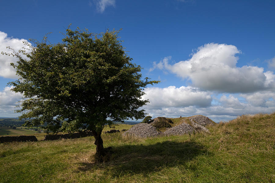 Tree Photograph - Cairn D On Carbane West, Loughcrew by Panoramic Images