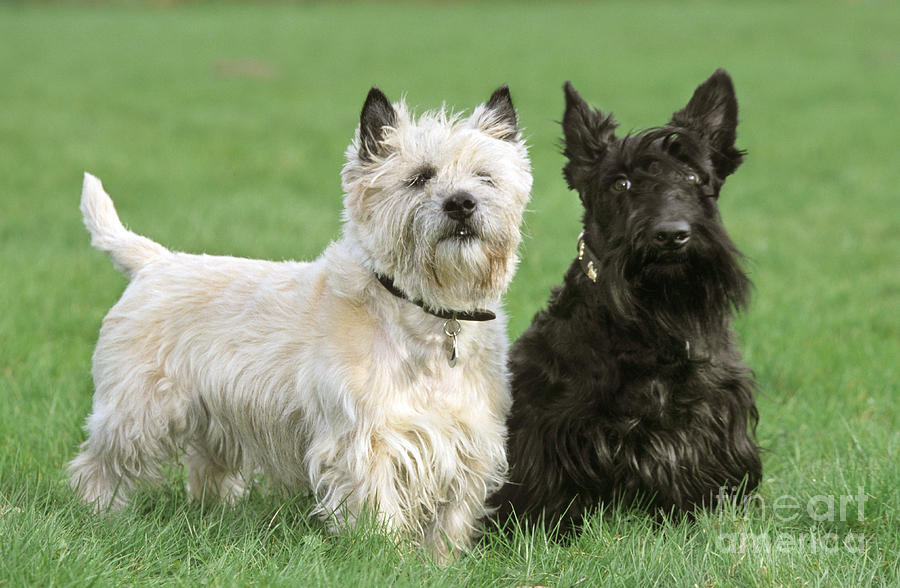 Cairn Terrier And Scottish Terrier Photograph by Johan De Meester