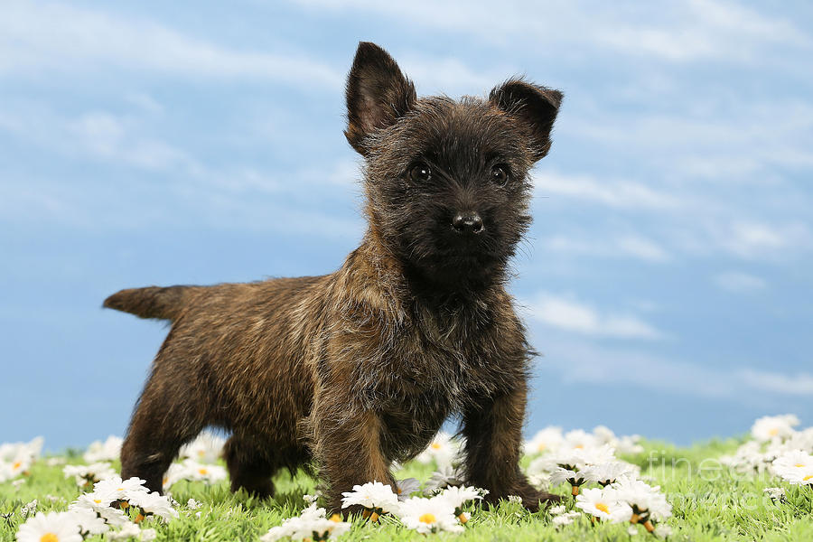 Cairn Terrier Puppy Dog Photograph by Jean-Michel Labat