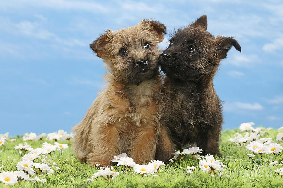 Cairn Terrier Puppy Dogs Photograph by Jean-Michel Labat