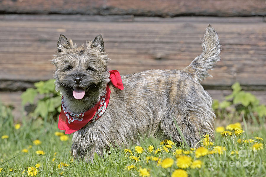Cairn Terrier Photograph by Rolf Kopfle