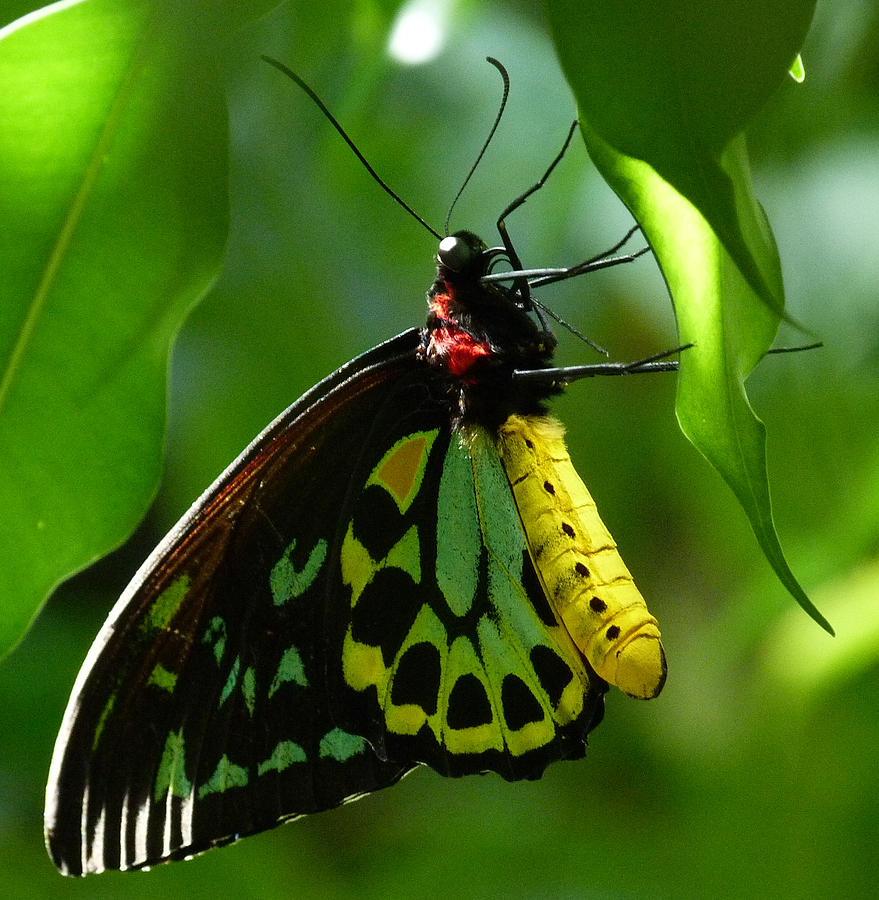 Butterfly Photograph - Cairns Birdwing Butterfly 3 by Margaret Saheed