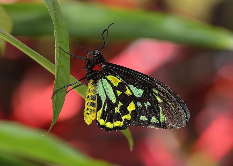 Cairns Birdwing Butterfly Photograph by Bill Dodsworth