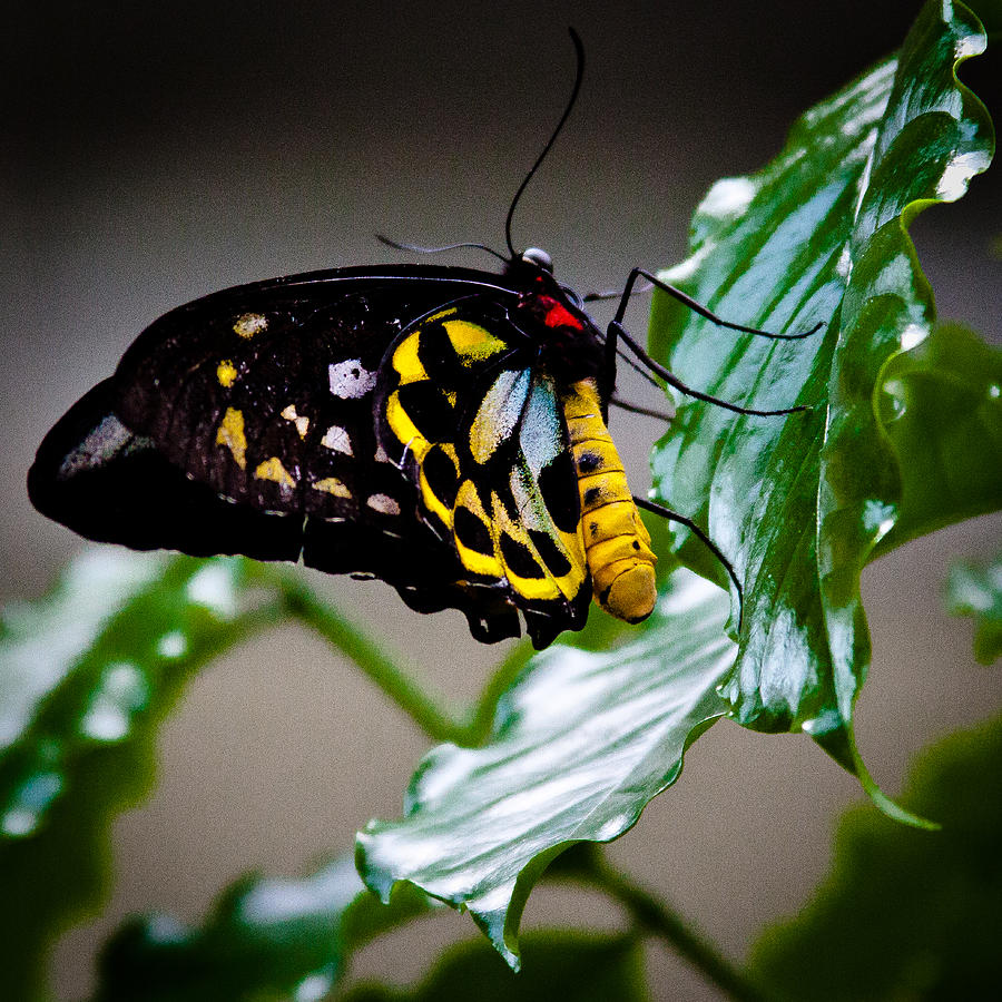 Cairns Birdwing Butterfly Photograph by David Patterson