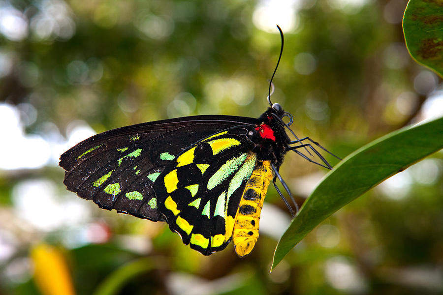 Cairns Birdwing Butterfly Photograph