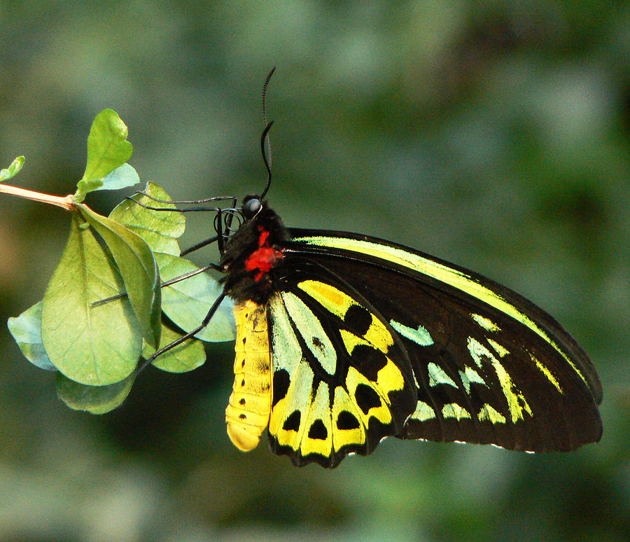 Cairns Birdwing Butterfly Photograph by Margaret Saheed