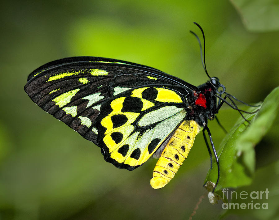 Butterfly Photograph - Cairns Birdwing by Claudia Kuhn