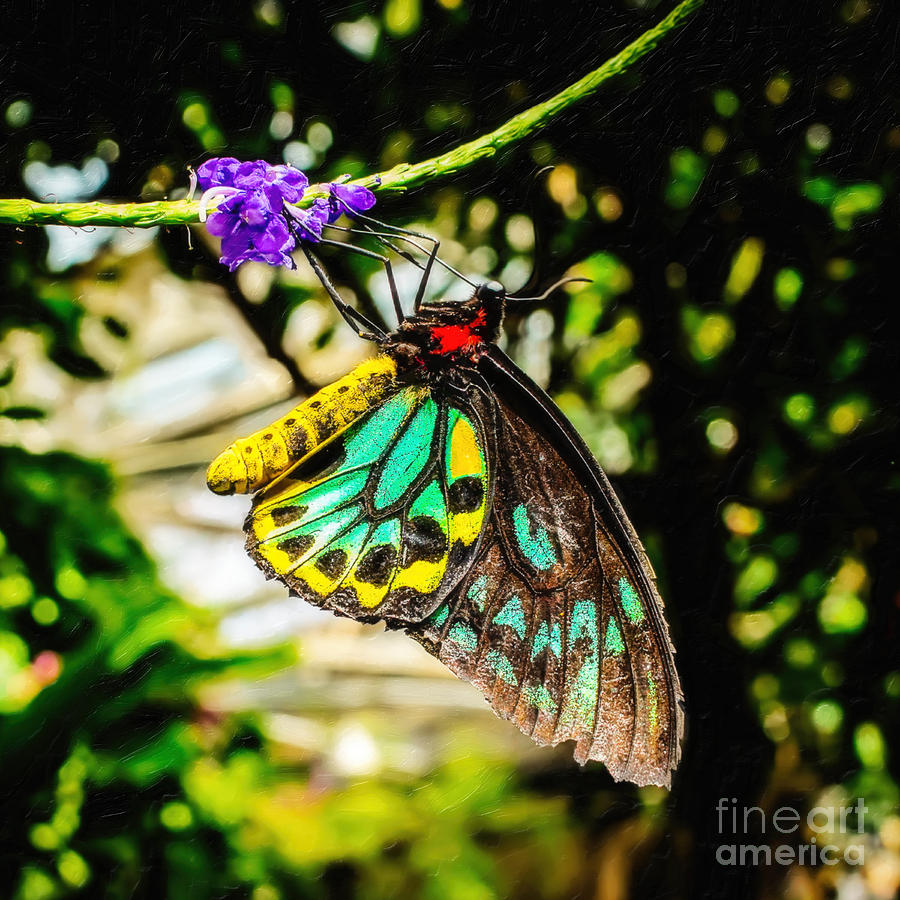 Cairns Birdwing Photograph by Jon Burch Photography