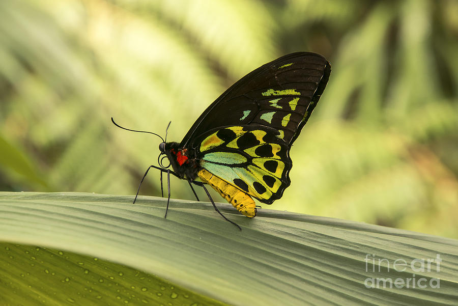 Cairns Wing Butterfly Photograph by Bob Phillips