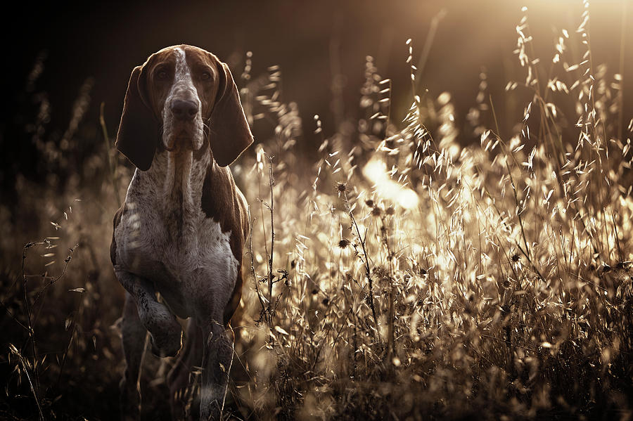 Dogs Photograph - Caju by Alexandre Marques Dogs Photograph - Caju by Alexandre Marques