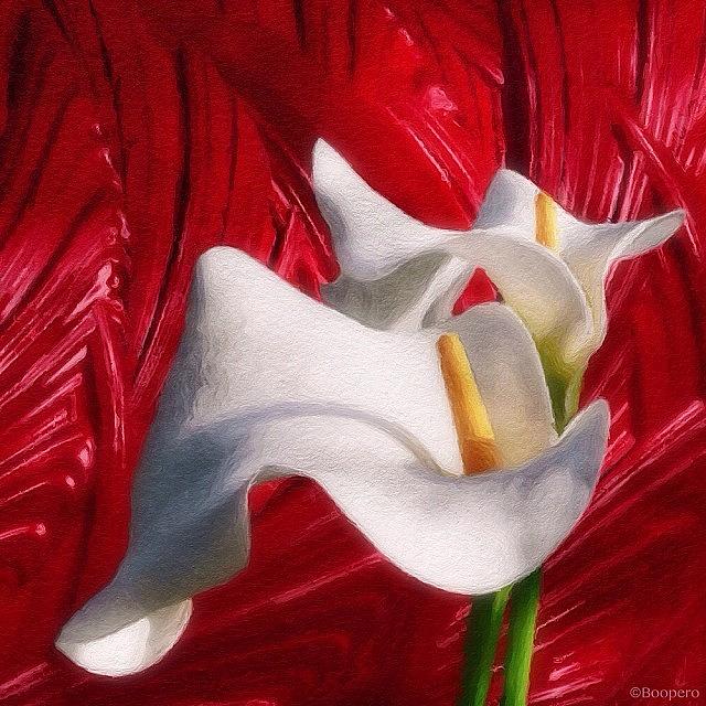 Flower Photograph - Cala Duo - Two Lilies Seeing Red by Photography By Boopero