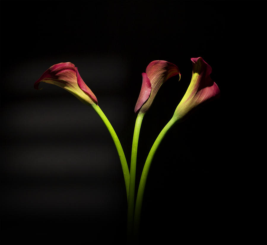 Flower Photograph - Cala Lily 4  by Mark Ashkenazi