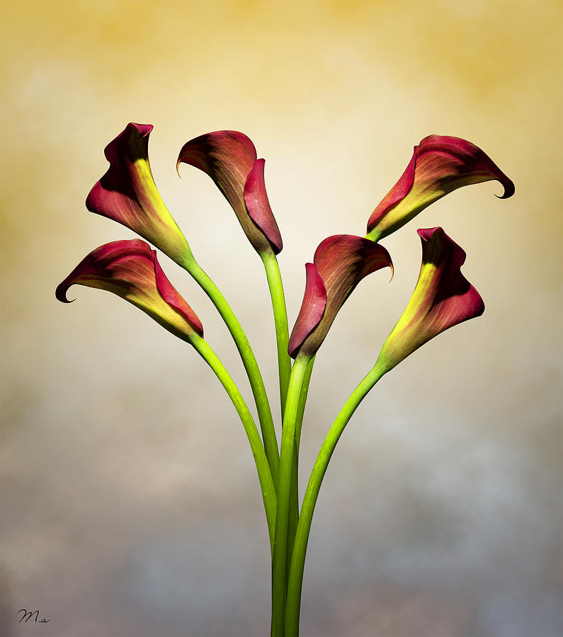 Flower Photograph - Cala Lily 5 by Mark Ashkenazi