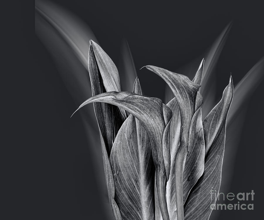 Cala Lilies in Black and White Photograph by Shirley Mangini