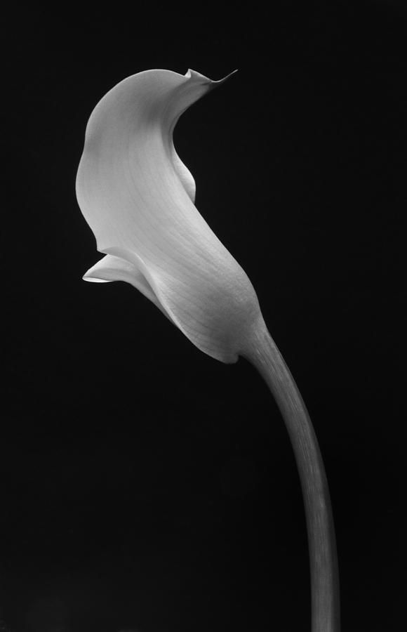 Cala Lilly 1 Photograph by Ron White