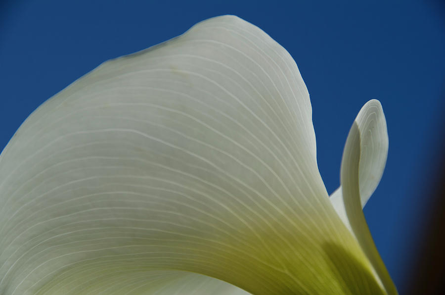 Cala Lilly 11 Photograph by Ron White