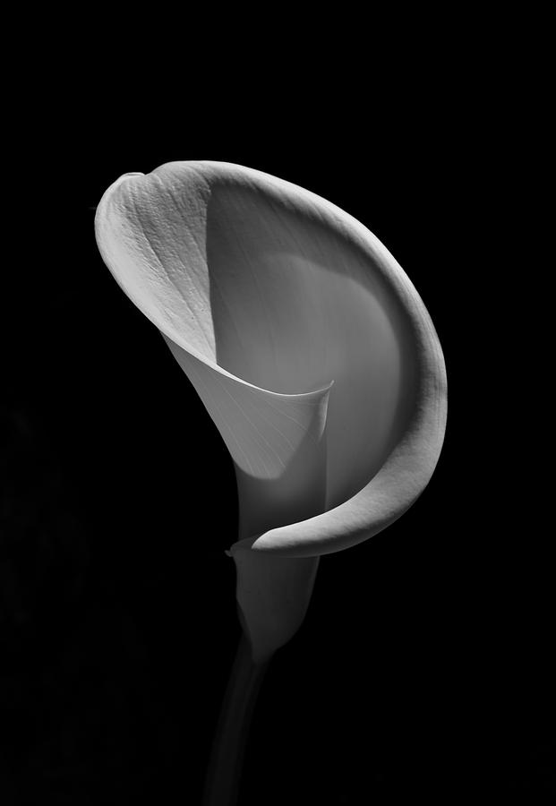 Cala Lilly 3 Photograph by Ron White