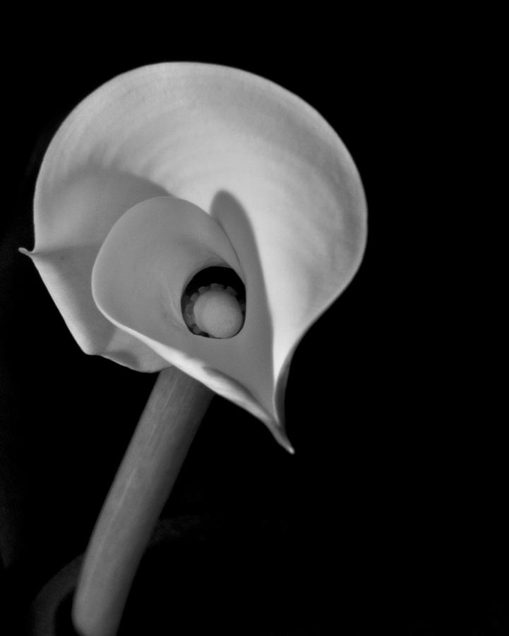 Cala Lilly 5 Photograph by Ron White