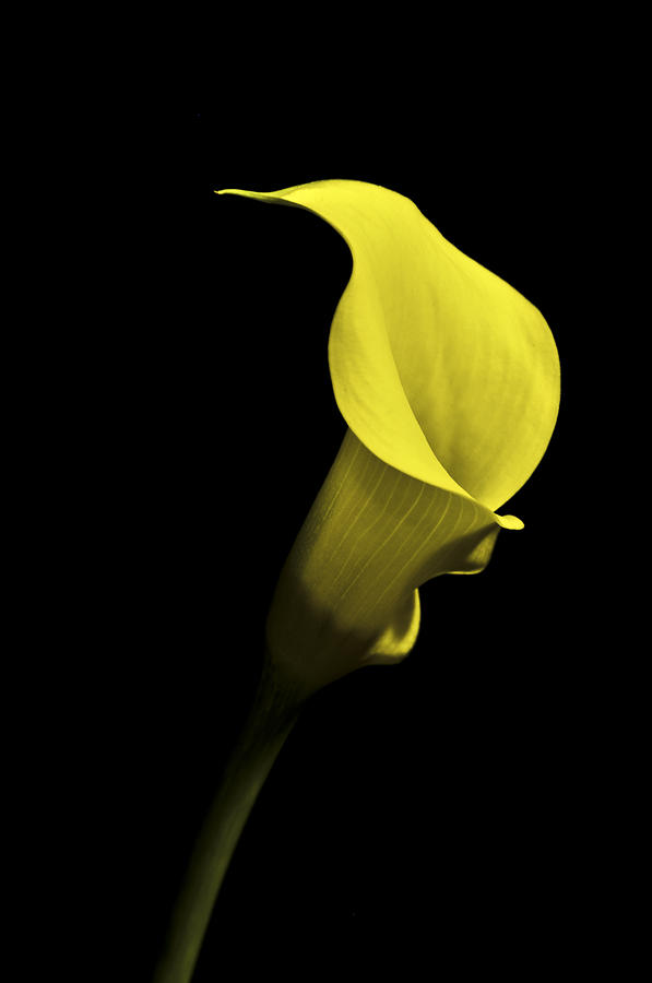 Cala Lilly VI Photograph by Ron White