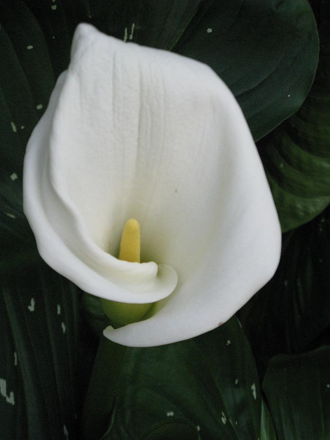 Cala Lily Photograph by Carli Tolmie