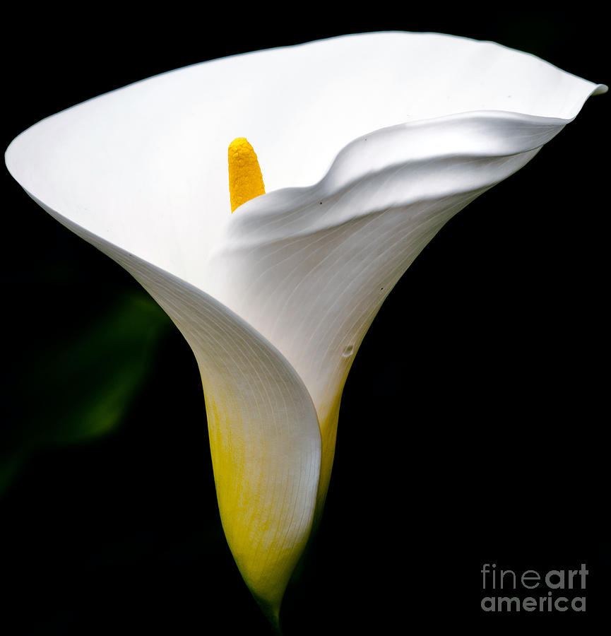 Lily Photograph - Cala Lily by Eddie Yerkish
