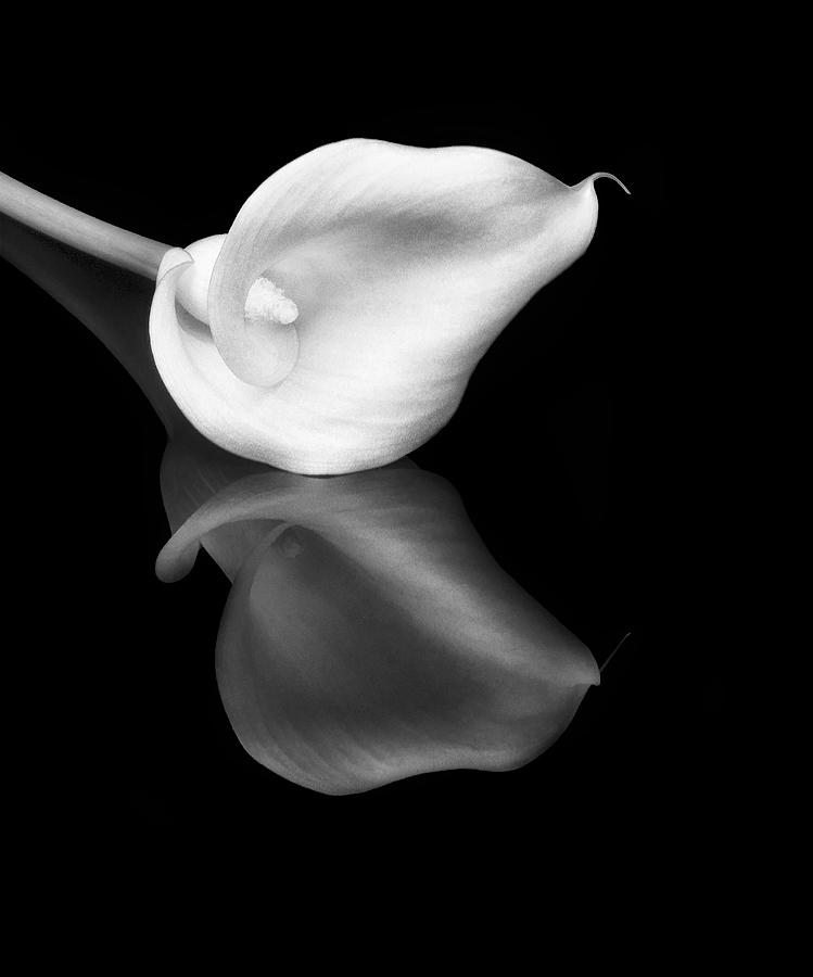 Flower Photograph - Cala Lily Reflection BW by Susan Candelario