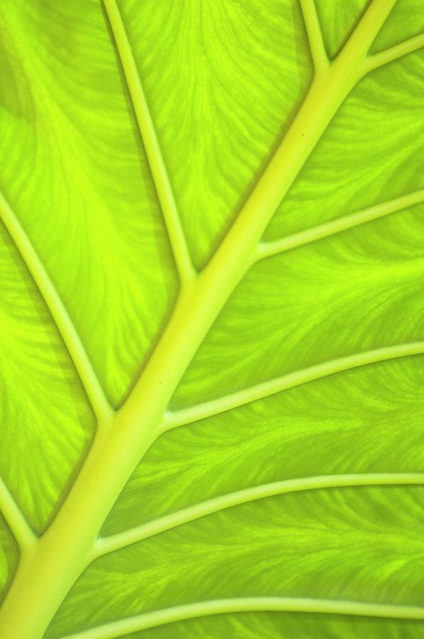 Nature Photograph - Caladium Bicolor Leaf by Maria Mosolova/science Photo Library