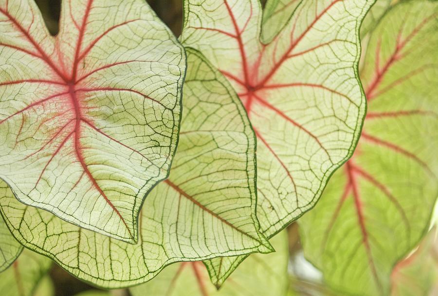 Nature Photograph - Caladium Hybrid Leaves by Maria Mosolova/science Photo Library