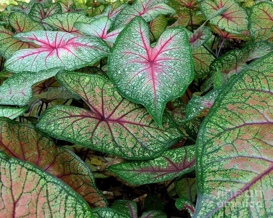 Caladiums Photograph by Chad and Stacey Hall