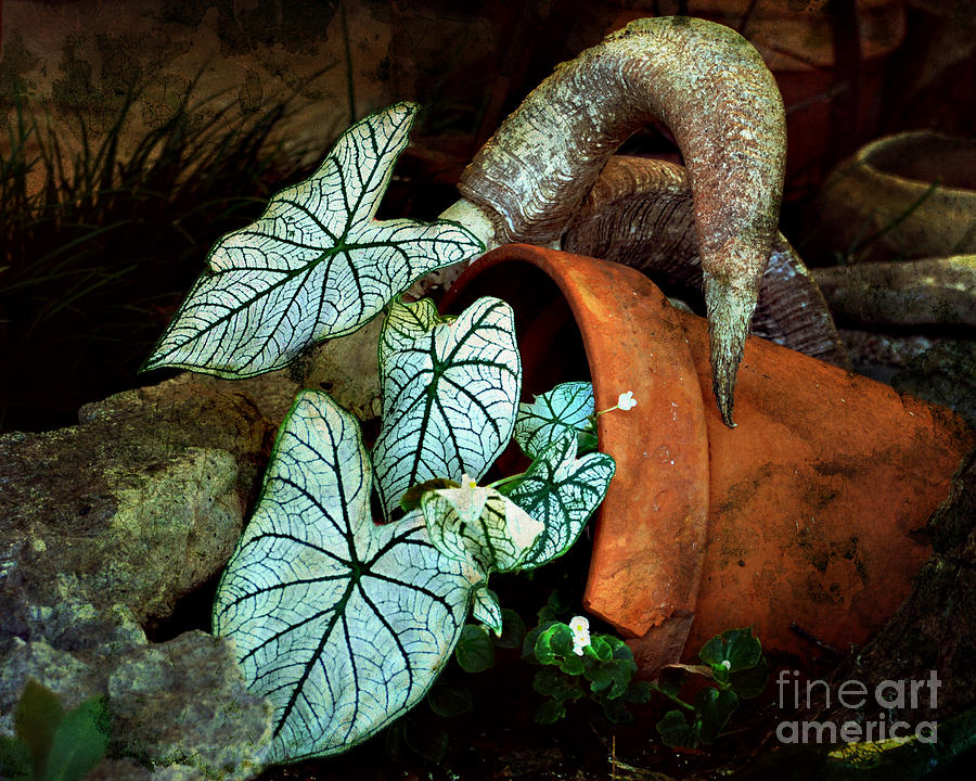 Nature Photograph - Caladiums In Broken Pot by Linda Cox