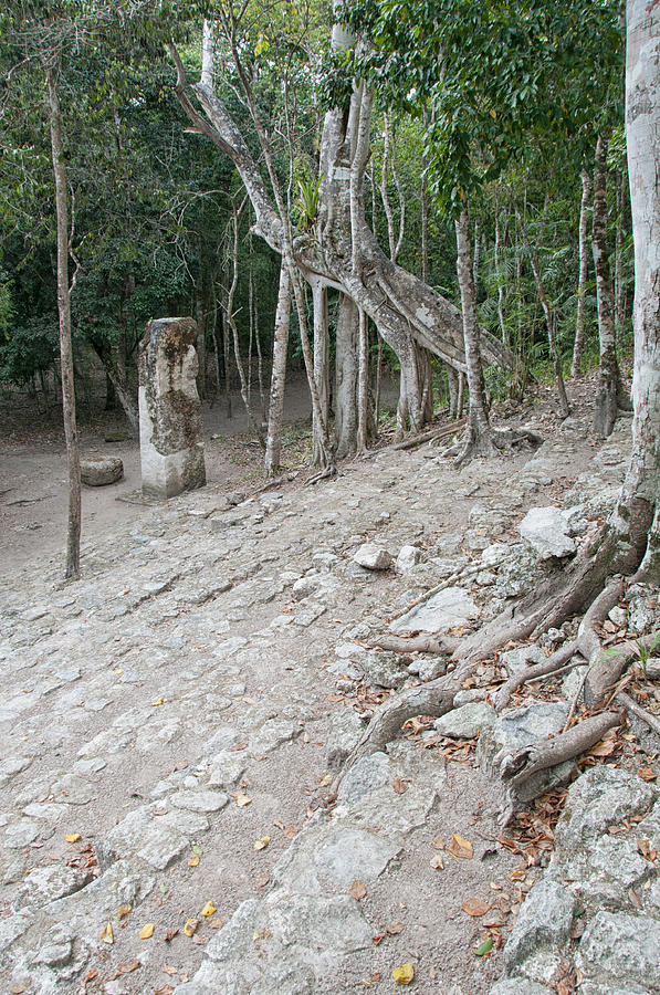 Calakmul Mayan Ruins Digital Art by Carol Ailles