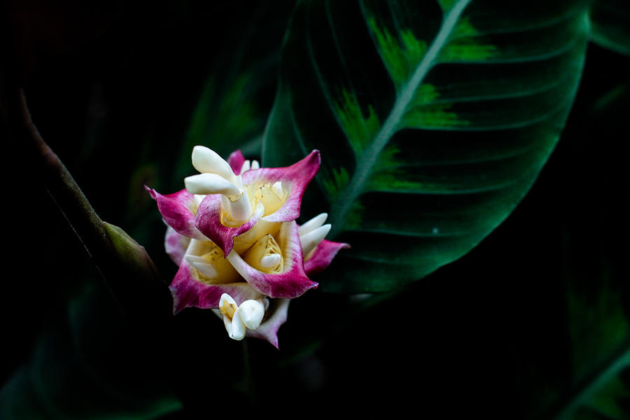 Nature Photograph - Calathea Warszewiczii by Donald Chen Nature Photograph - Calathea Warszewiczii by Donald Chen