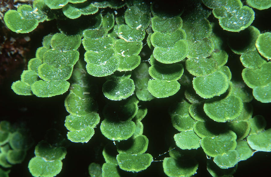Calcareous Algae Photograph by Newman & Flowers