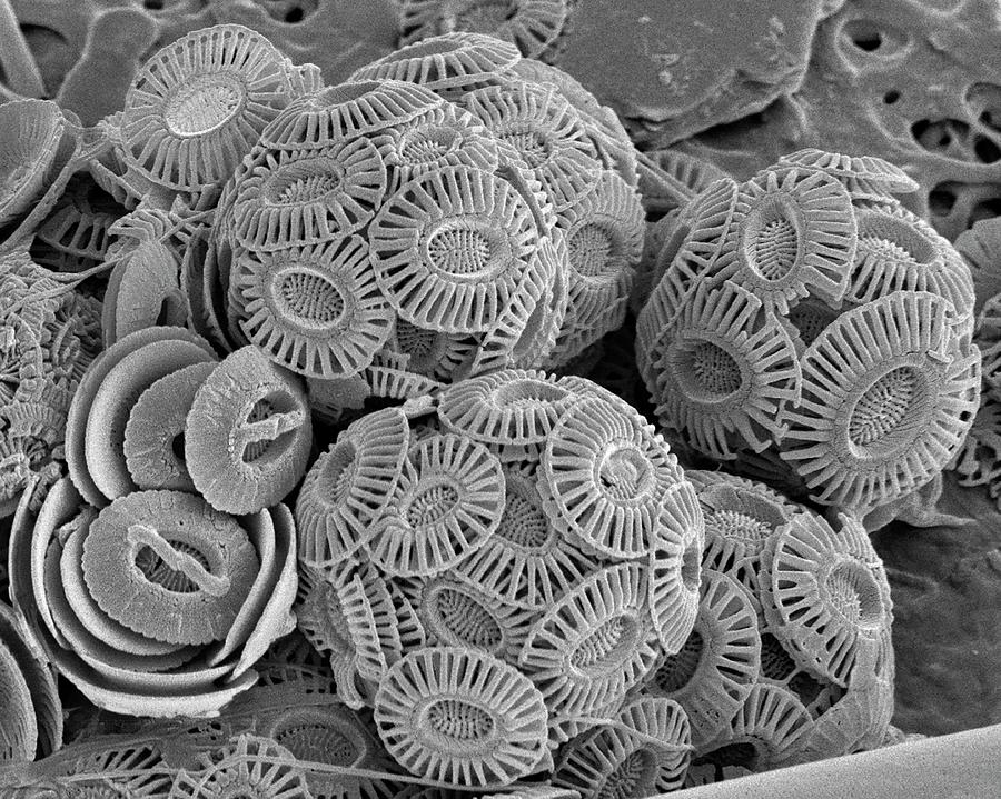 Calcareous Phytoplankton Photograph by Steve Gschmeissner/science Photo ...