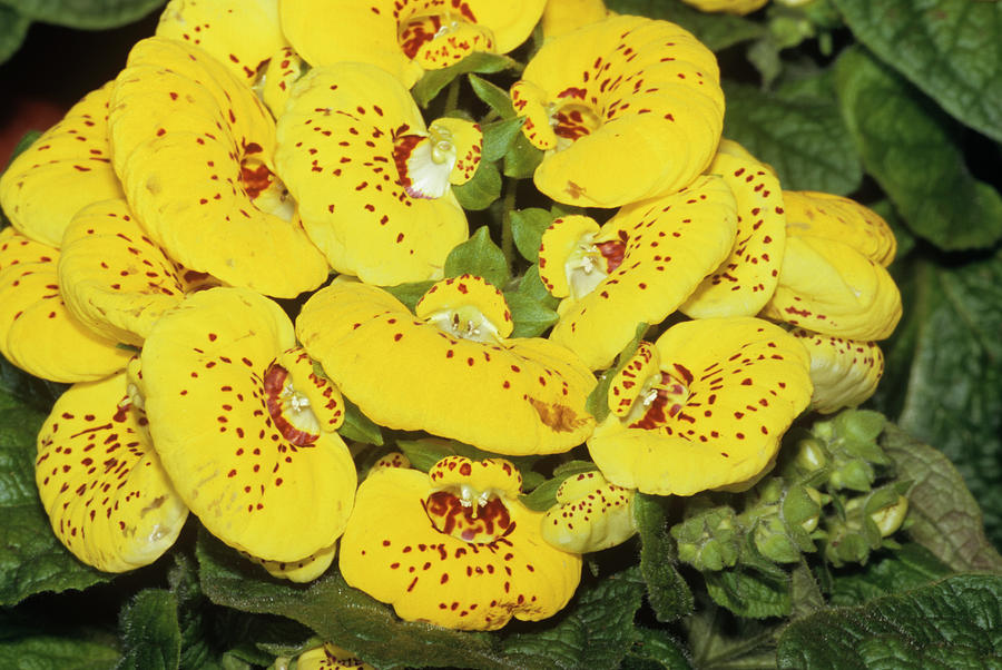 Calceolaria Herbacea Flowers Photograph by M F Merlet/science Photo Library
