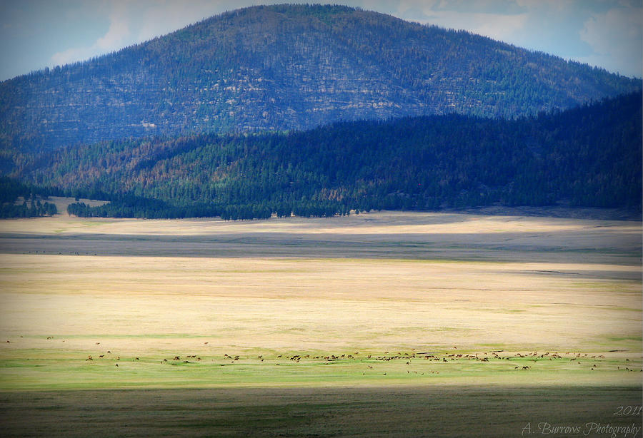 Caldera Elk Photograph by Aaron Burrows