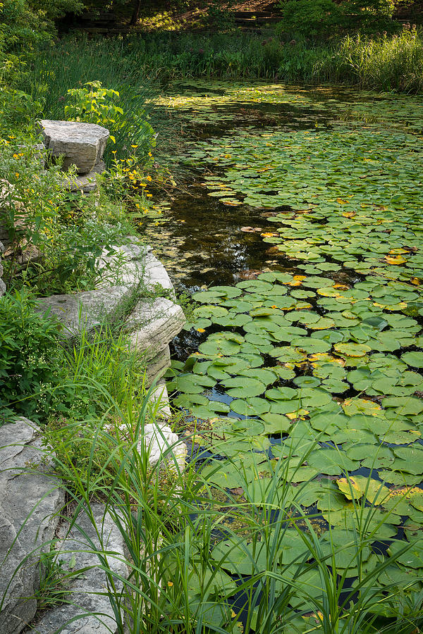 Caldwell Lily Pond Chicago Il Number 2 Photograph