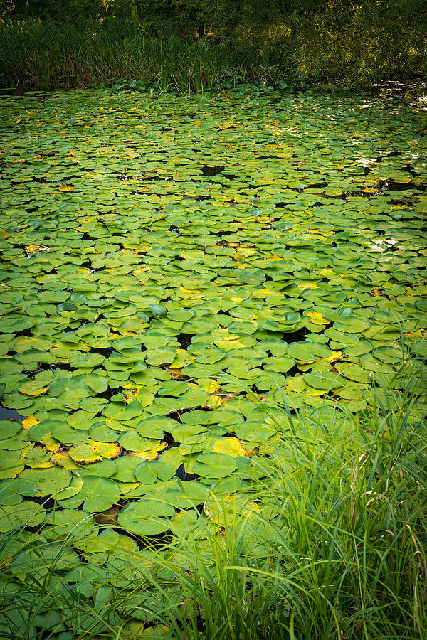 Caldwell Lily Pond Chicago Il Photograph