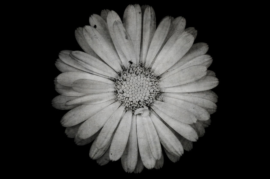 Calendula flower - Textured version Photograph by Laura Melis