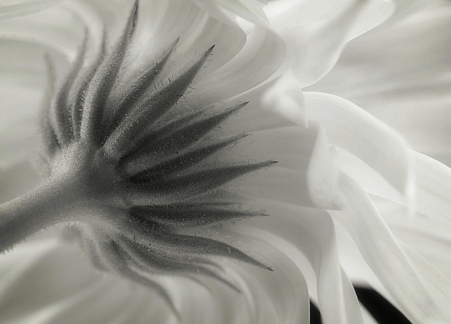 Flower Photograph - Calendula by Lotte Gr??nkj??r