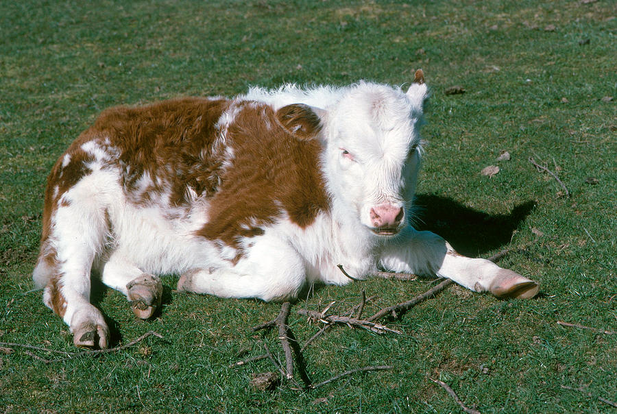Calf Photograph by A.b. Joyce