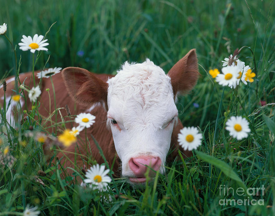 Animal Photograph - Calf Among Flowers by Hans Reinhard