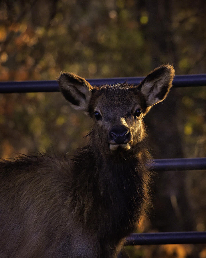 Calf Elk by Gate at Sunrise Photograph by Michael Dougherty