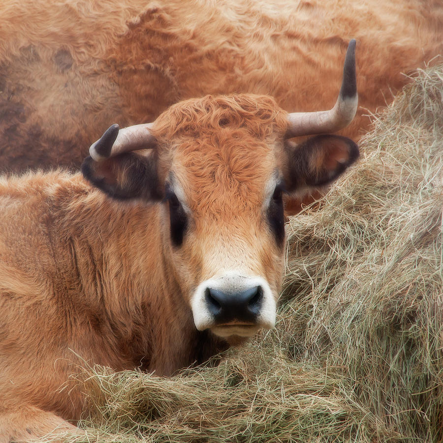 Calf In Hay Photograph by Beatrice Biewer Ph
