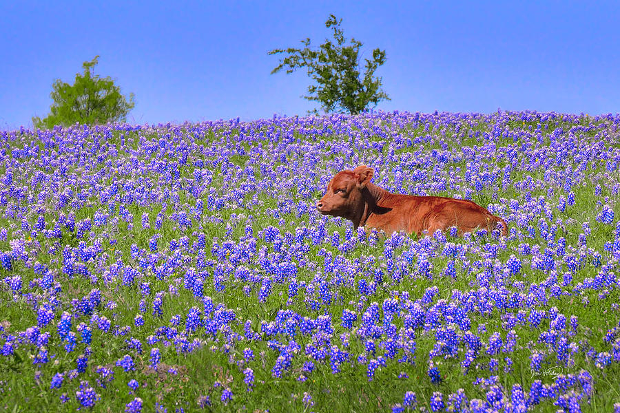Sunset Photograph - Calf Nestled in Bluebonnets - Texas Wildflowers Landscape Cow by Jon Holiday
