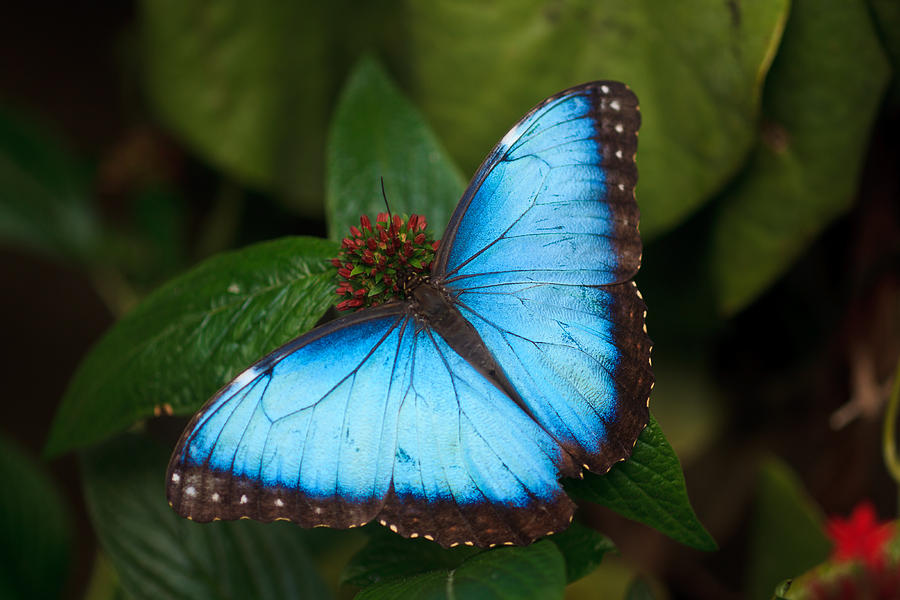 Calgary Zoo Butterfly Conservatory Photograph by Sean Phillips - Pixels